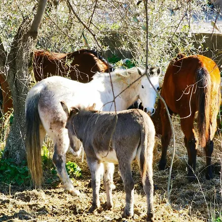 La Corte Degli Ulivi - Rurale 3* Tresnuraghes
